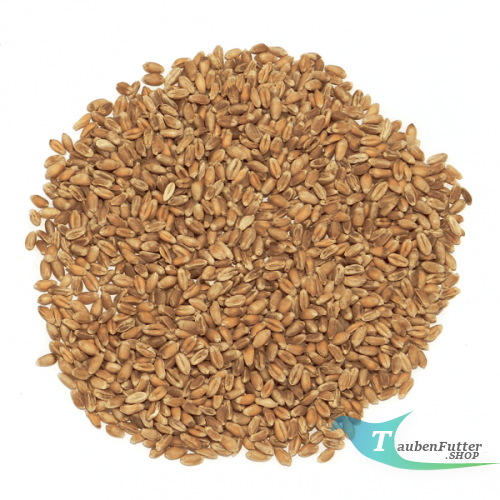 weizen_taubenfutter-shop.png