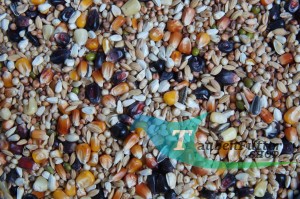 Premium Ohne Erbsen PBG 25kg Mrowca mit Schwarzer Mais