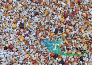 MANY 3 - Mrowca 20kg