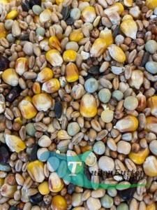 RL-EKO Reise&Zucht 25kg Mrowca