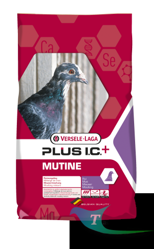 mutine.png