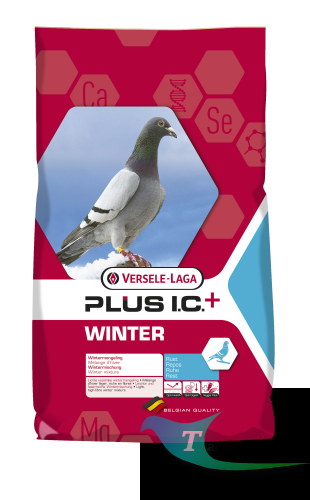 winter.png